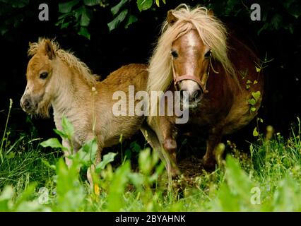 Un piccolo e carino nemico di un pony di castagno shetland, vicino ad esso`s madre, in piedi vicino e guardando nella macchina fotografica Foto Stock