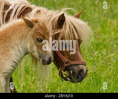 Un piccolo e carino nemico di un pony di castagno shetland, vicino ad esso`s madre, in piedi vicino e guardando nella macchina fotografica Foto Stock