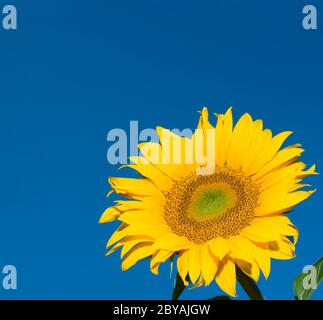 girasole su fondo blu profondo del cielo Foto Stock