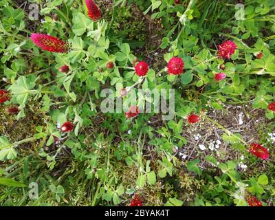 Trifolium incarnatum fiorente in primavera Foto Stock