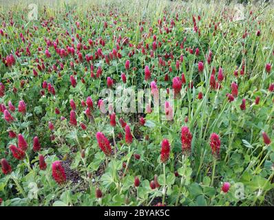 Trifolium incarnatum fiorente in primavera Foto Stock