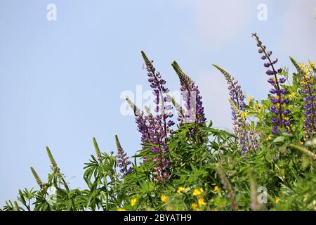 Fiori di lupino viola che fioriscono su un prato estivo di montagna. Fiori selvatici in erba verde su sfondo blu cielo Foto Stock