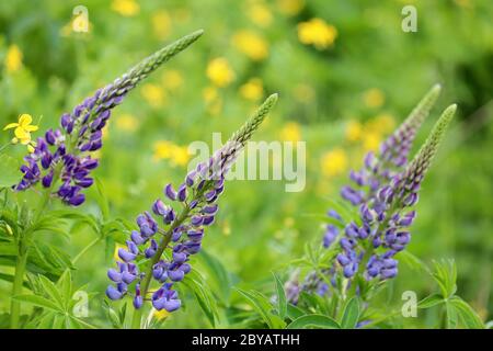 Fiori Lupin fioriscono su un prato estivo. Fiori selvatici in erba verde Foto Stock