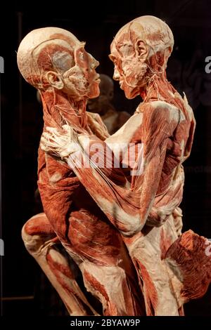 BODY WORLDS Amsterdam fa parte di una serie più significativa di mostre create dal Dr. Gunther von Hagens. Foto Stock