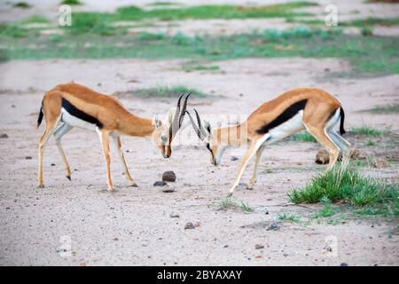 Due gazzelle Thomsons stanno combattendo nella savana nel parco nazionale Foto Stock