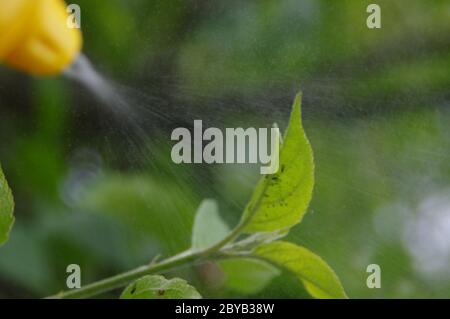 Spruzzando afidi sulle foglie nel giardino domestico. Controllo di peste sulle piante. Protezione contro gli insetti in agricoltura. Foto Stock