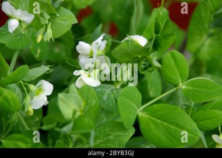 Foglie e fiori di piselli verdi nel giardino di casa. Piante in fiore in primavera. Foto Stock