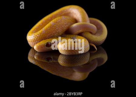 Beauty ratto Snake albino isolato su sfondo nero Foto Stock