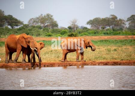 Una famiglia di elefanti bere acqua dal buco Foto Stock