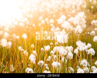 Campo di erba di cotone in giornata di sole, Islanda. Foto Stock