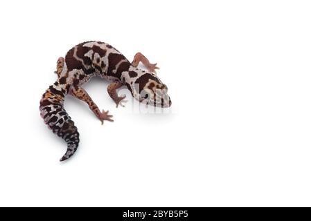 African fat tail gecko isolato su sfondo bianco Foto Stock