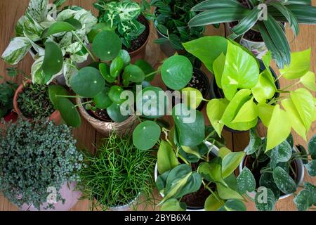 Selezione di piante da cucina sul tavolo da pranzo Foto Stock