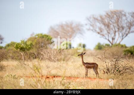 Un'antilope con un collo di log è in piedi tra il cespuglio e guardare Foto Stock