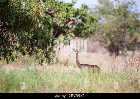 Un'antilope con un collo di log è in piedi tra il cespuglio e guardare Foto Stock