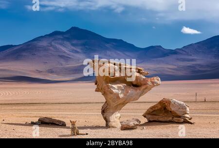 La volpe andina selvaggia e l'albero di pietra o arbol de piedra, la famosa formazione rocciosa dell'albero di pietra creata dal vento, nel deserto di Siloli in Bolivia Foto Stock