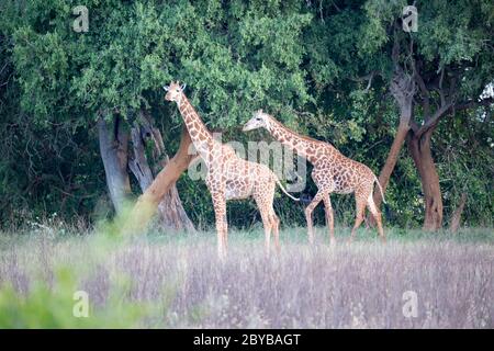 Giraffe si trova tra il cespuglio e gli alberi nella savana del Kenya Foto Stock