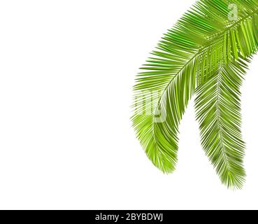 Rami di palma con foglie su sfondo bianco. Illustrazione Vettoriale