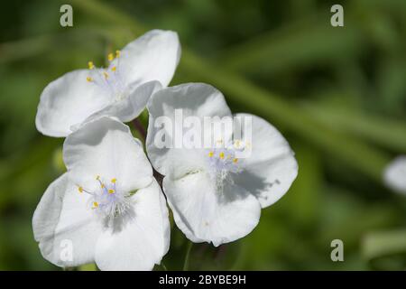 Macro di fiori bianchi di spiderwort Foto Stock