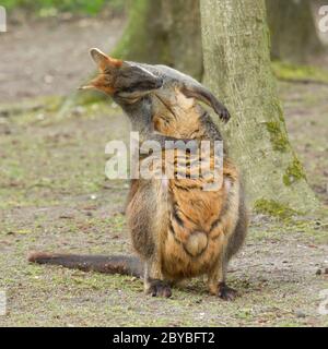 Close-up swamp wallaby Foto Stock