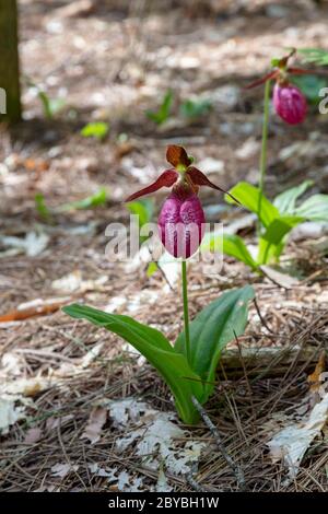 Rosa Ladyslipper Orchid (Cypripedium acaule), e Nord America, di James D Coppinger/Dembinsky Photo Assoc Foto Stock