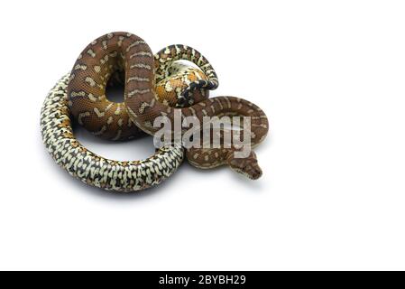 La moquette tree python isolati su sfondo bianco Foto Stock
