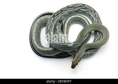 Beauty ratto Snake isolato su sfondo bianco Foto Stock