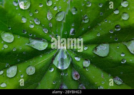 Primo piano di una foglia bagnata dalla pioggia di Alchemilla Mollis, o mantello della Signora Foto Stock