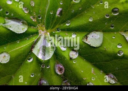 Primo piano di una foglia bagnata dalla pioggia di Alchemilla Mollis, o mantello della Signora Foto Stock