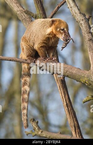 Un mangiare coatimundi in un albero (Olanda) Foto Stock