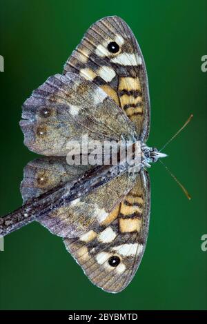 parte anteriore di Foto Stock