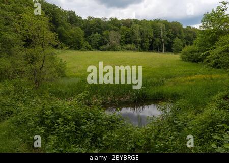 Piccolo stagno nella riserva naturale Silberbachtal vicino a Glashuetten-Schlossborn, Assia, Germania Foto Stock