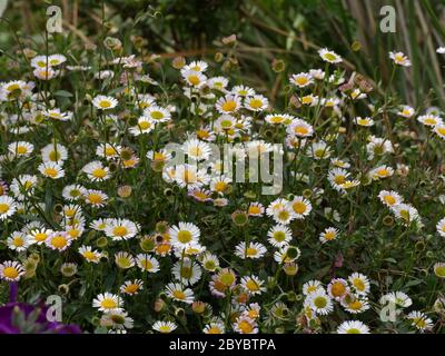 Erigeron karvinskianus messicano fleabane, fiori Foto Stock