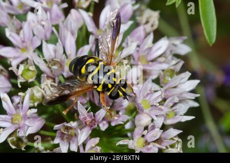 Syrphid Fly, Meromacrus acutus, foraggio femminile su aglio prato, Allium canadense Foto Stock