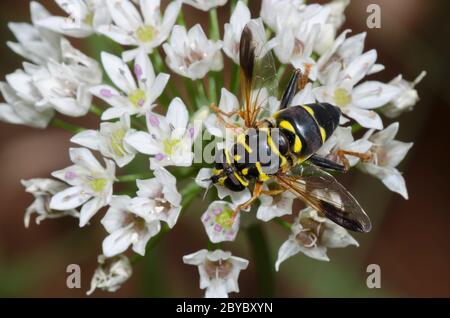 Syrphid Fly, Meromacrus acutus, foraggio femminile su aglio prato, Allium canadense Foto Stock