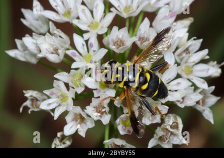 Syrphid Fly, Meromacrus acutus, foraggio femminile su aglio prato, Allium canadense Foto Stock