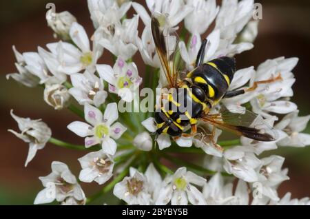 Syrphid Fly, Meromacrus acutus, foraggio femminile su aglio prato, Allium canadense Foto Stock