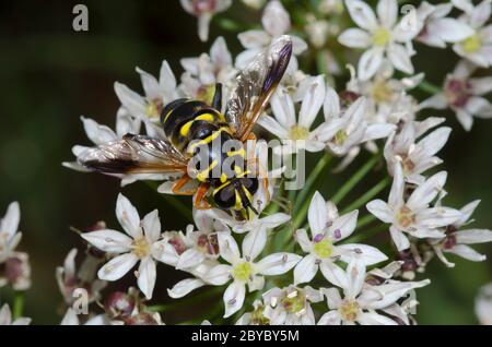 Syrphid Fly, Meromacrus acutus, foraggio femminile su aglio prato, Allium canadense Foto Stock