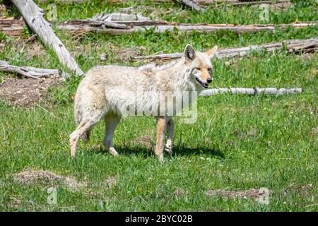 Coyote in piedi in Field, Yellowstone National Park, Wyoming Foto Stock