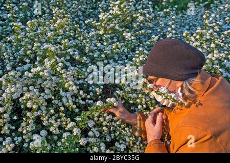 Una donna dotata di una maschera protettiva su una passeggiata. Ama i fiori boschi al crepuscolo del giorno e non può resistere. Foto Stock