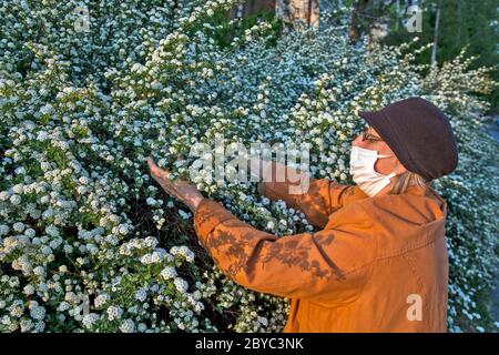 Una donna dotata di una maschera protettiva su una passeggiata. Ama i fiori boschi al crepuscolo del giorno e non può resistere. Foto Stock