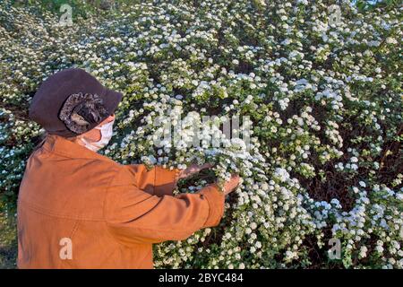 Una donna dotata di una maschera protettiva su una passeggiata. Ama i fiori boschi al crepuscolo del giorno e non può resistere. Foto Stock