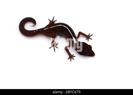 Il gatto gecko isolato su sfondo bianco Foto Stock