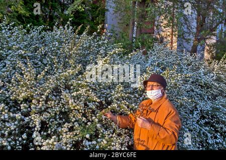 Una donna dotata di una maschera protettiva su una passeggiata. Ama i fiori boschi al crepuscolo del giorno e non può resistere. Foto Stock