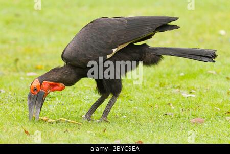 Massa meridionale hornbill (Bucorvus leadbeateri) Foto Stock