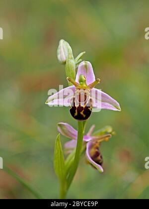 Gemme e 2 fiori di orchidea di ape (aifera di Ophrys) su Spike alla colonia che mostra molte variazioni di modello e di forma in Lancashire, Inghilterra Regno Unito Foto Stock