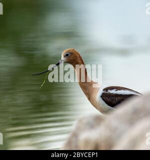 Avoceto americano adulto (Recurvirostra americana) in piedi in acqua Foto Stock