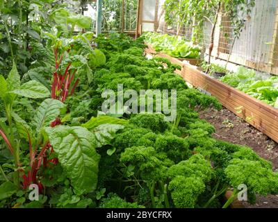 Prezzemolo, fila di erbe coltivata coperta Foto Stock