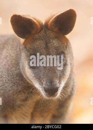 Close-up swamp wallaby Foto Stock