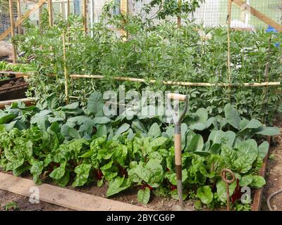 Verdure coltivate in coperta, cavolo, lattuga da bietole, fagioli da tavola Foto Stock