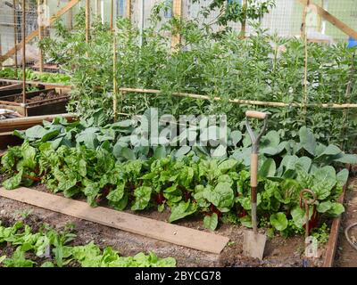 Verdure coltivate in coperta, cavolo, lattuga da bietole, fagioli da tavola Foto Stock